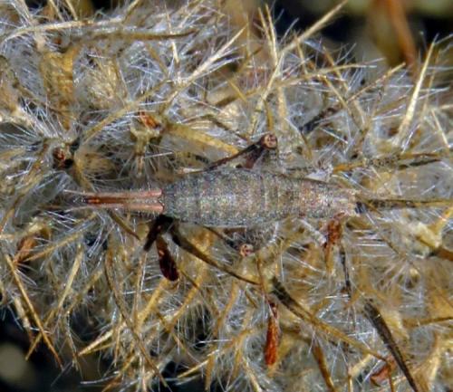 Arachnocephalus vestitus